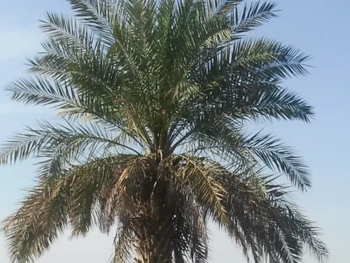 عشق اینجور درختام