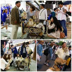 مرد ژاپنی که گربه های خود را با کالسکه به گردش میبرد