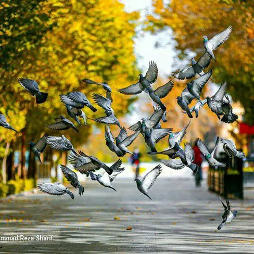 هنرنمایی پادشاه فصل ها درسراسر ایران 😍🍁🍂