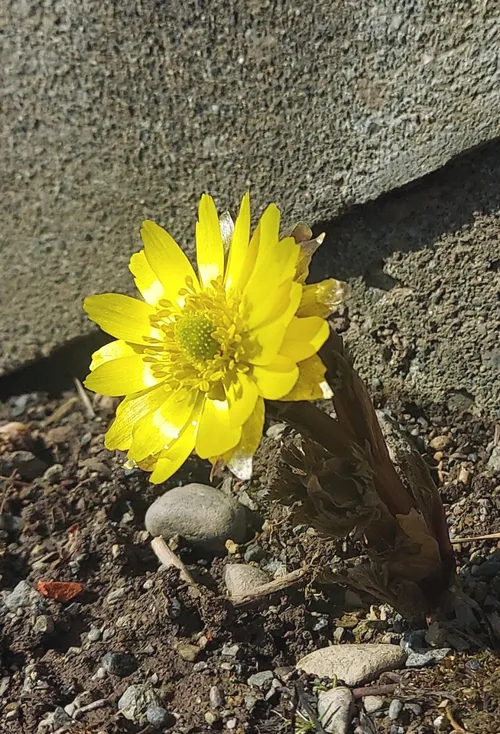 گل سیمانی