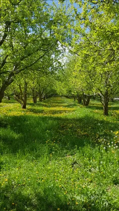 باغ سلماس