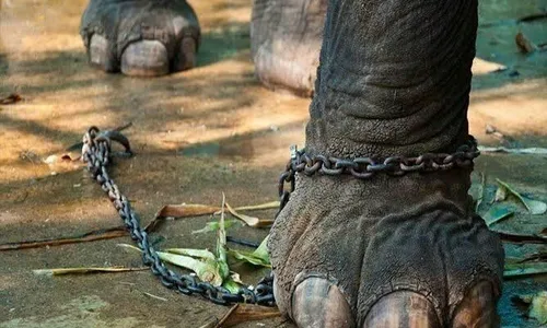 طناب فیل بند به پای فیل ایرانی