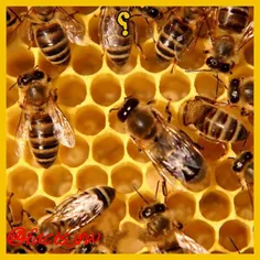 خون زنبور عسل زرد کهربایی مایل به بی رنگی است.