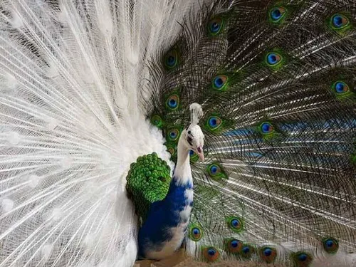 طاووس به اين زيبايى ديدين؟؟