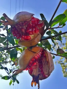 سهم من باشی و من باشم و تنها دل تو،