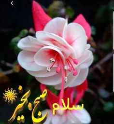 صبح همگی بخیروخوشی