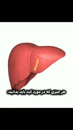هر چیزی که در مورد کبد باید بدانید