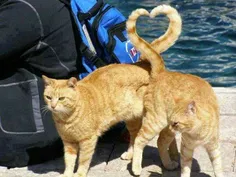 گربه های عاشق