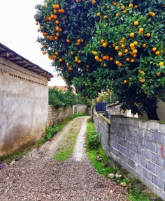 بوے نارنج می‌دهے :)🍊