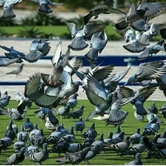 ﻣﺮﺩﯼ ﺑﺎ ﻟﺒﺎﺱ ﻭ ﮐﻔﺸﻬﺎیﮔﺮﺍﻧﻘﯿﻤﺖ ﺑﻪ ﺩﯾﻮﺍﺭﯼ ﺧﯿﺮﻩ ﺷﺪﻩ ﺑﻮﺩ ﻭ ﻣﯿ