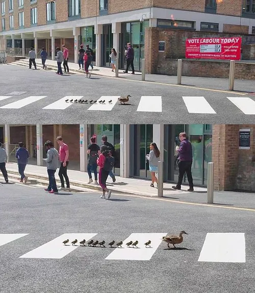مقررات عبور از عرض خیابان برای انسان ها و مرغابی ها یکسان