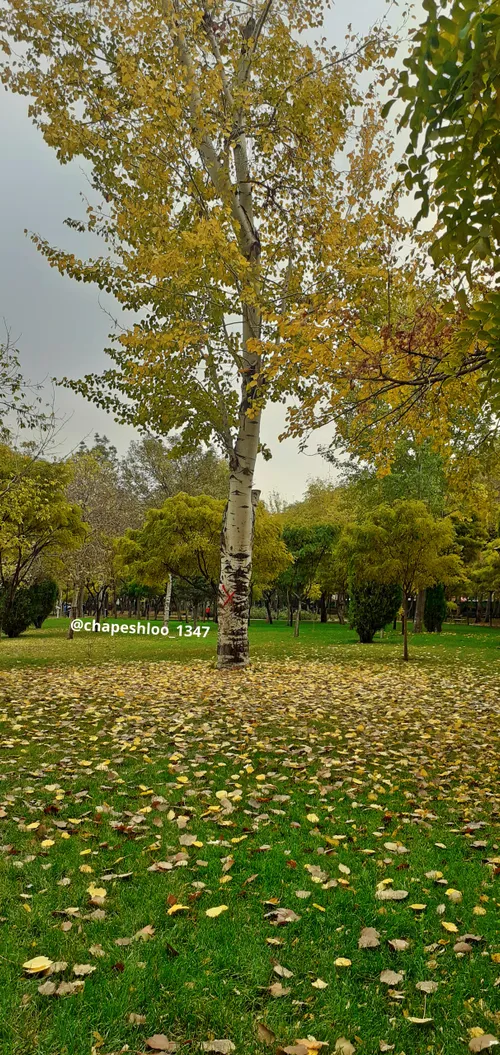 پاییز 🍁 🍁 🍁 🍂 🍂 🍃 ۹۸ پارک ملت مشهد