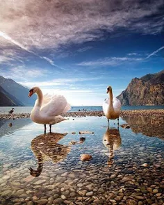 #landscape #swan