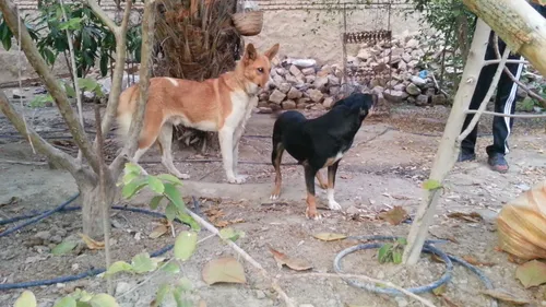 دوتا از سگهای شکاریم