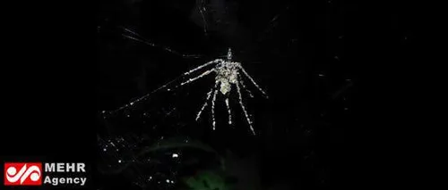 یک عنکبوت در جنگل آمازون وجود دارد که می تواند با تارهایش