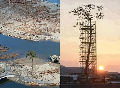تنها درختی که در سونامی ژاپن سالم موند..به اینشیوه ازش مح