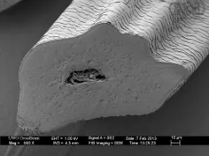 تصویر میکروسکپی از تار موی انسان/در بزرگ‌نمایی ۵۰۰ برابر