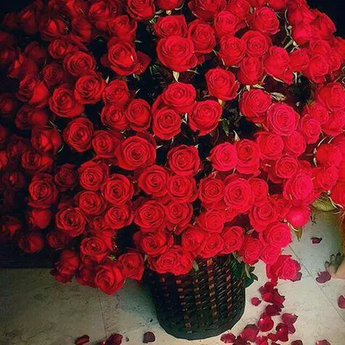 گل قرمز زیبا
