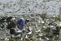 هجوم مرغان ماهیخوار برای خوردن بقایای ماهی های مرده در فو