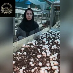 مرکز تحقیقات قارچ های خوراکی و دارویی دانشگاه آزاد اسلامی