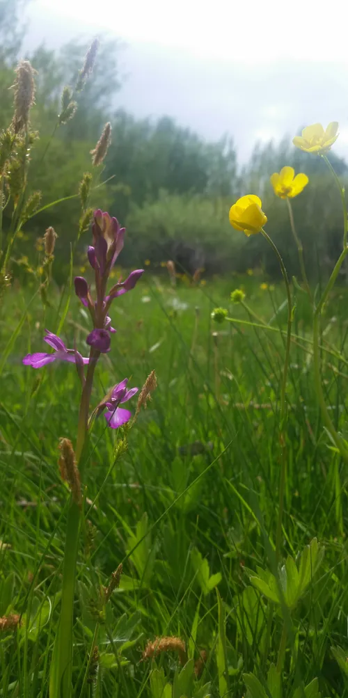 گل سرخی به او دادم ، گل زردی به من داد