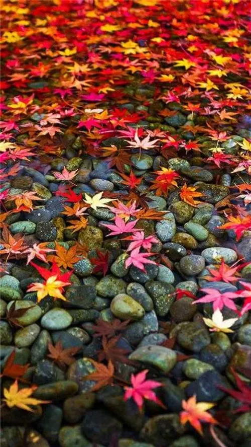 اب سنگ طبیعت منظره فصل پاییز خزان برگ سبز قرمز زرد نارنجی