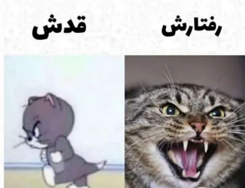 قد کوتاها اصلا اعصاب ندارن 😂😂برخلاف قیافه مظلومشون 😂