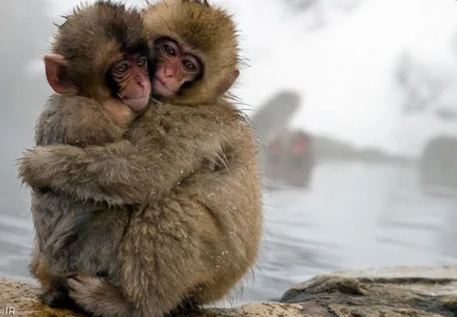 در زمستان، صدها میمون ژاپنی به چشمه های آب گرمِ پارک میمو