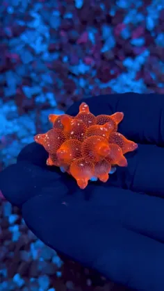 شقایق نوک حبابی (Bubble-tip anemone) گونه‌ای از شقایق‌های