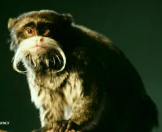 گونه های #عجیب میمون ها میمون‌ها به طور کلی در جنگل‌ها، د