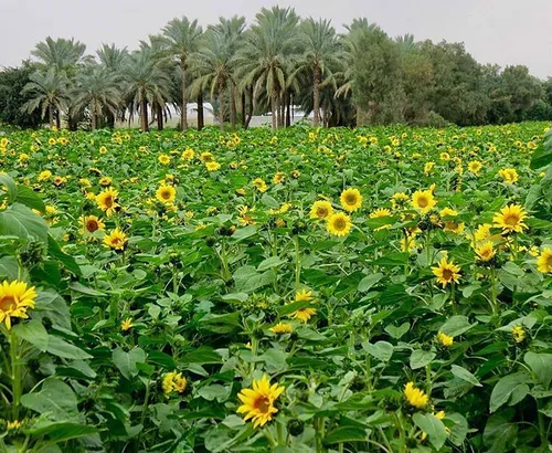 شهرستان دشتستان، مزرعه گل های آفتابگردان در حومه شهر براز