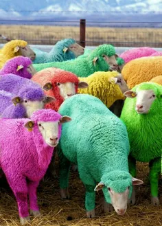 جوجه رنگی دیده بودم تا حالا ولی گوسفند رنگی نه😅
