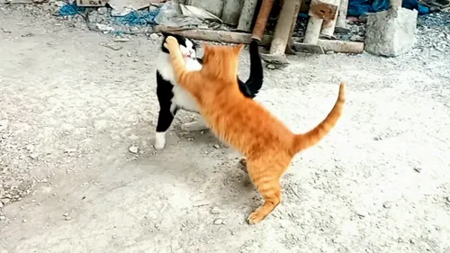 دعوت بازی گربه ها ( گربه زرد با گربه سفید و سیاه )