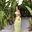 ellery_rh