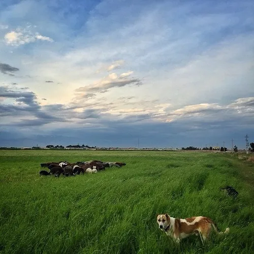 A flock of sheep grazing on an open green field at Shekar