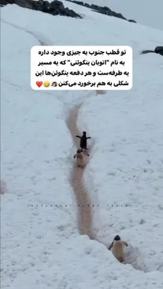 اتوبان پنگوئنی😍