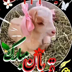 akram_banoo_49 74553153