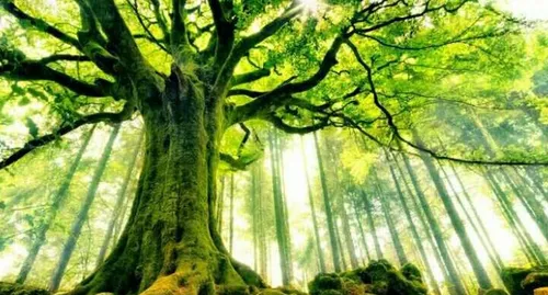 درخت سبز کهنسال آرامش کپی با ذکر صلوات جهت سلامتی و تعجیل
