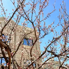 زیباس هوا صاف بهاری و درخت پر شکوفه جونه