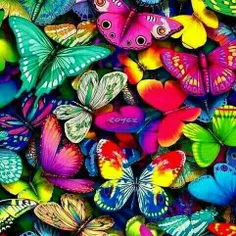 پروانه های رنگارنگ...