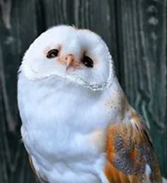 جغده