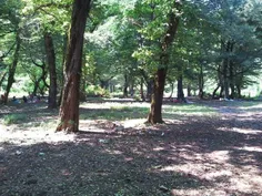 پارک جنگلی خرما -اطاقور

