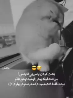 گربه