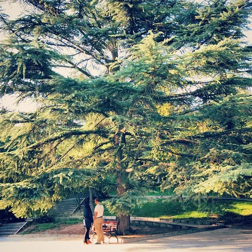 dailytehran park Tehran tehranpic tree people cople man w