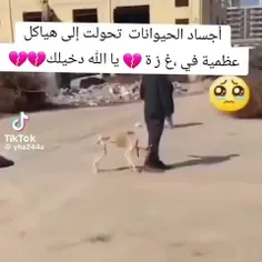 به دلیل محاصره، حیوانات تبدیل به اسکلت شدند!!