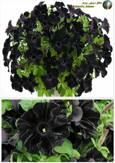 گل اطلسی سیاه با استفاده از روش‌های پرورش طبیعی توسط محقق