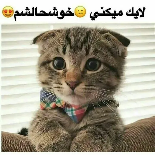 🟡 همه پستامو لایک میکنی😥💔🥲😘