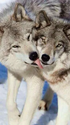 گرگ میتوانند از فاصله یک ونیم کیلومتری بوی طعمه را تشخیص 