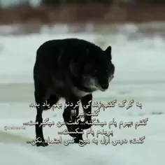 گرگ با همنوعانش شکار میکند !