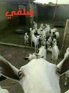 هههههههههه چ باحالن جووون